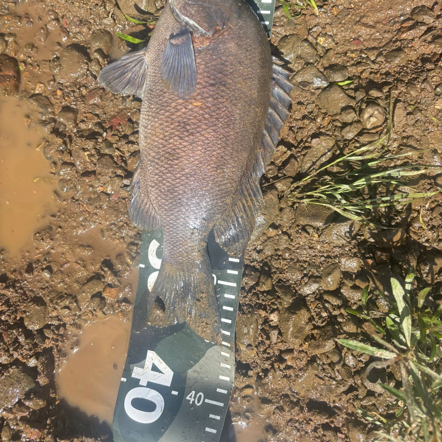 The most recent Sooty grunter catches on Fishbrain