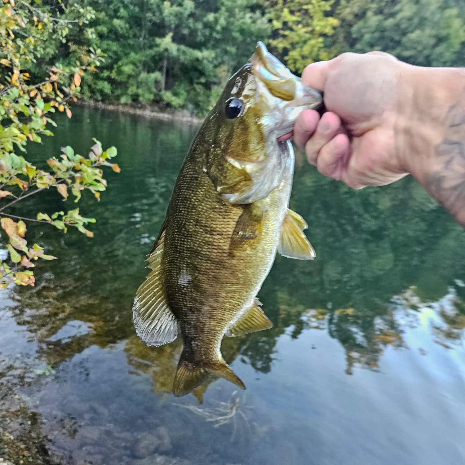 The most recent Smallmouth bass catches on Fishbrain