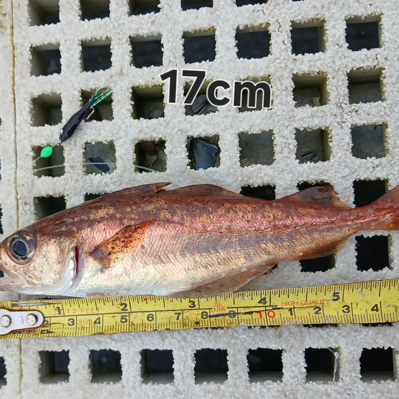 Poor cod caught on Fishbrain