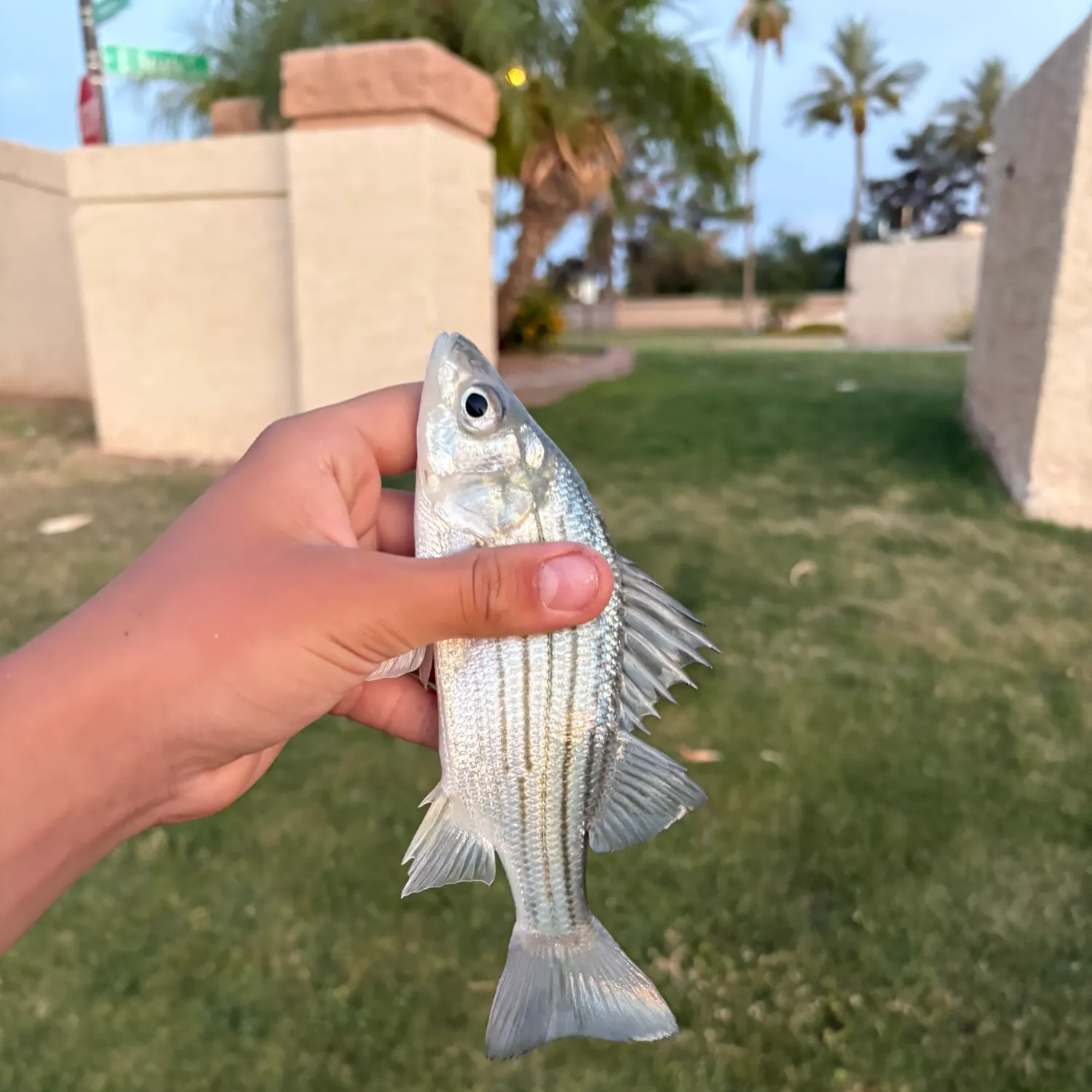 The most recent Yellow bass catches on Fishbrain