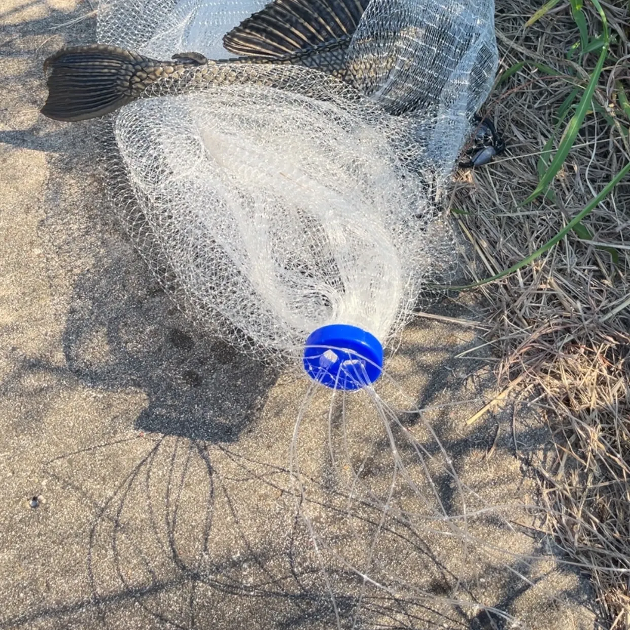 The most recent Suckermouth catfish catches on Fishbrain