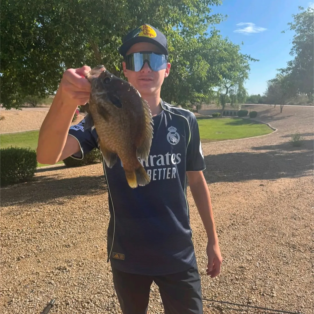 The most recent Bluegill catches on Fishbrain