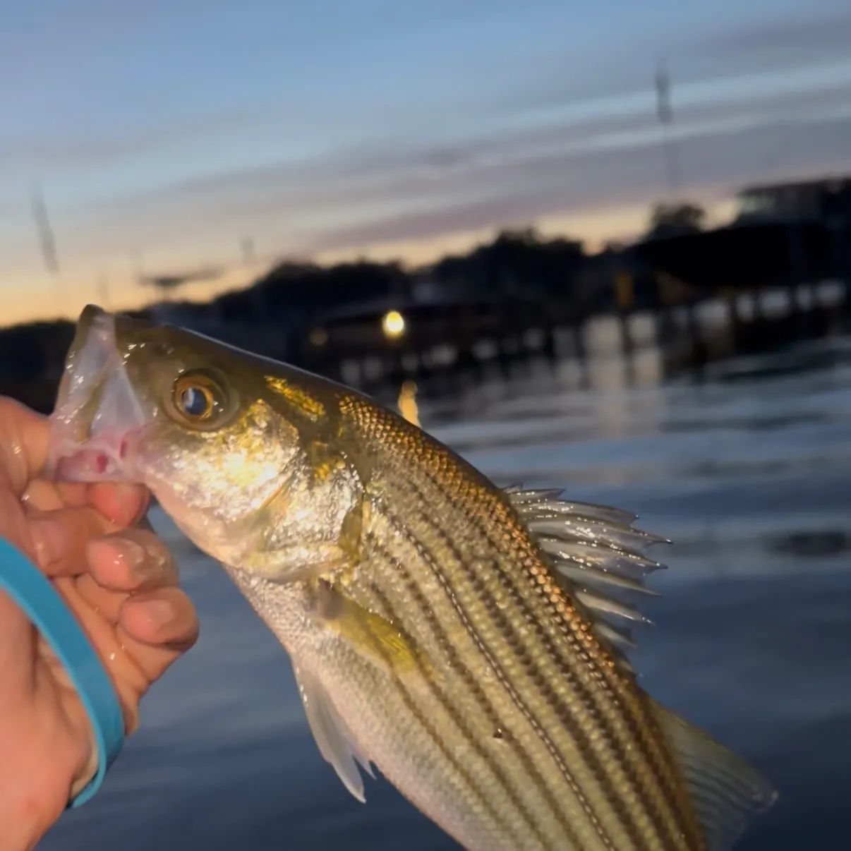 Striped bass caught on Fishbrain