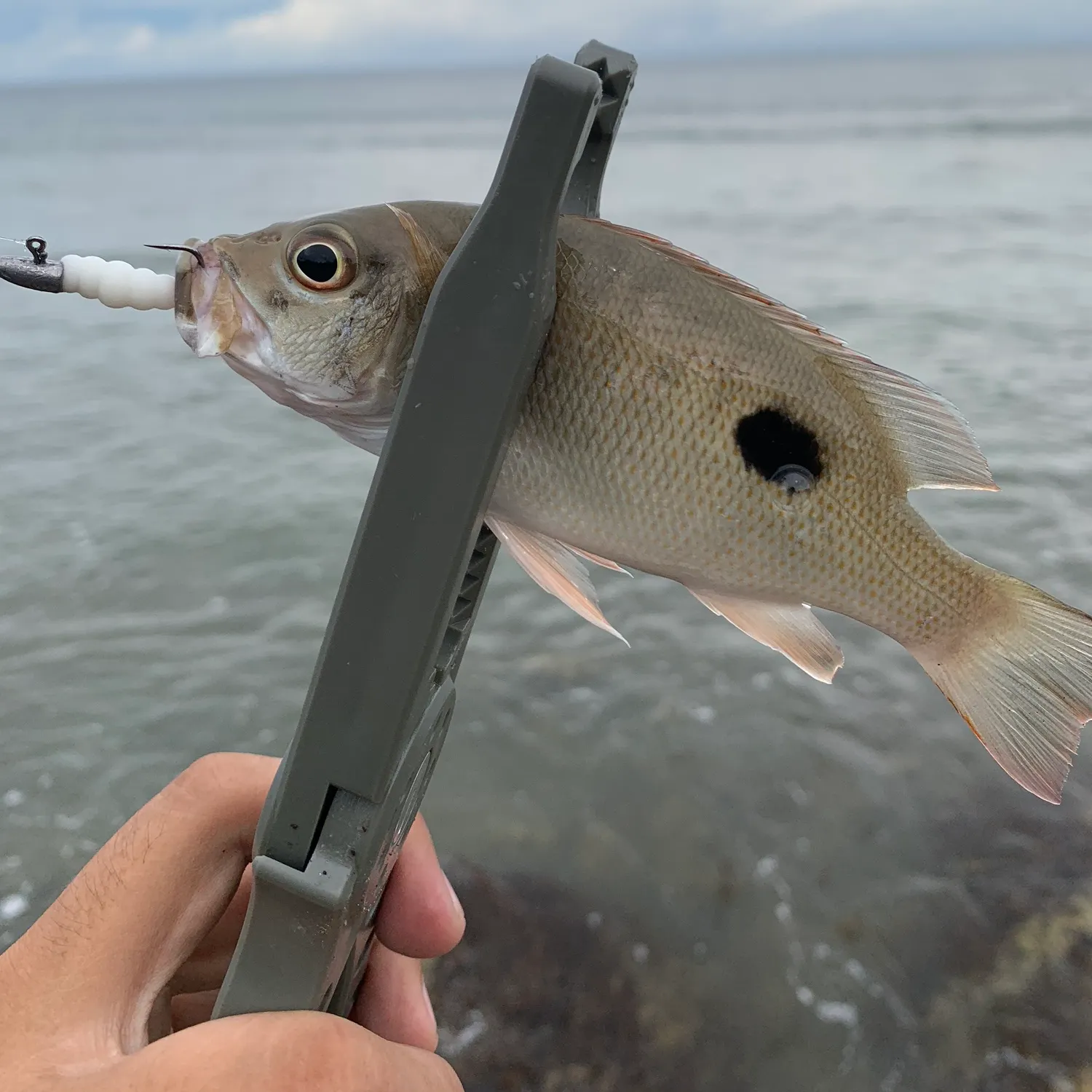 most liked catch image