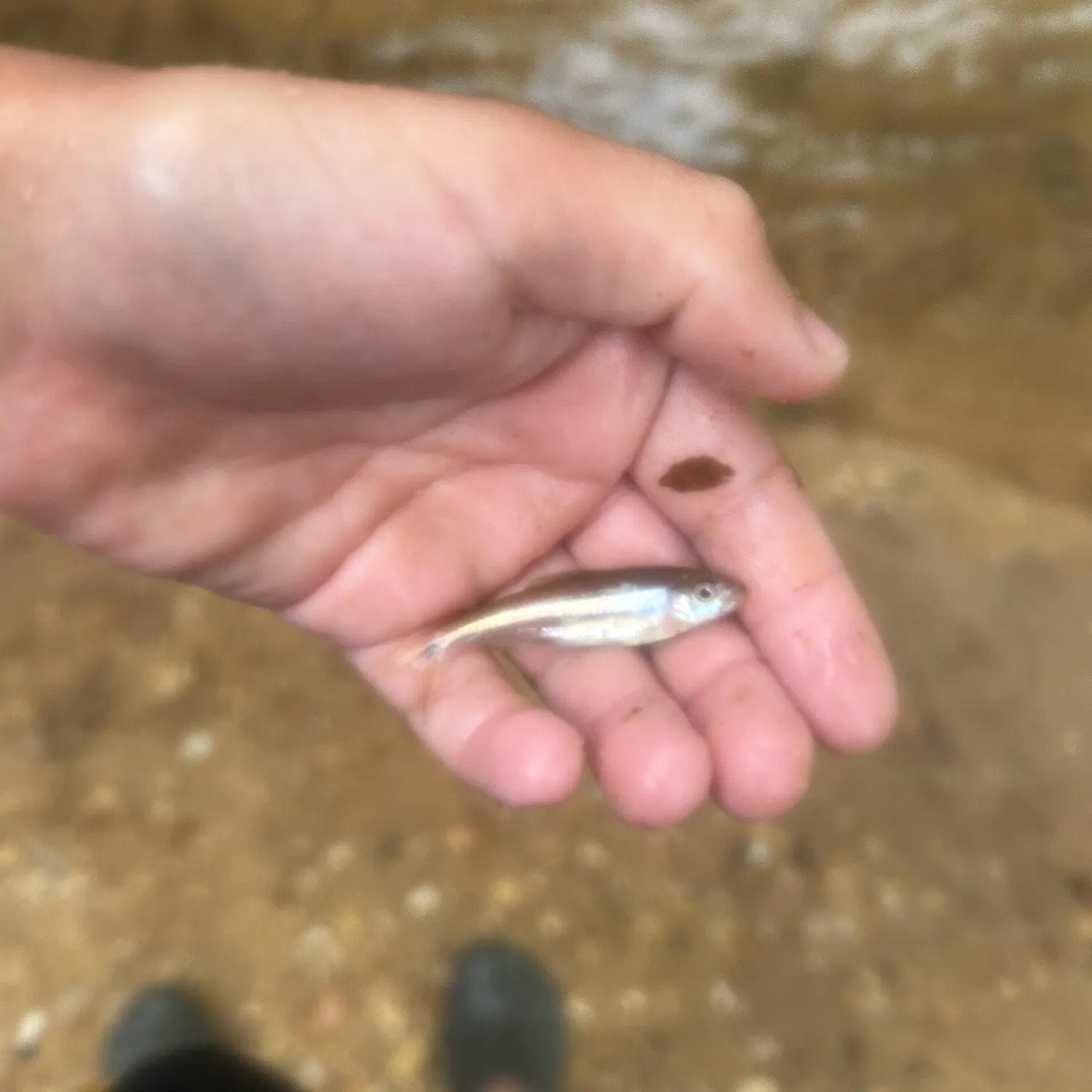 The most recent Rough shiner catches on Fishbrain