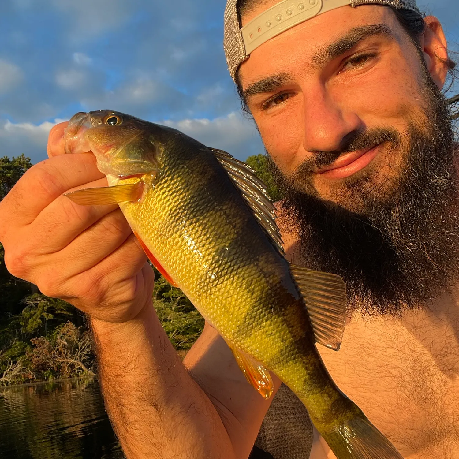 Yellow perch caught on Fishbrain
