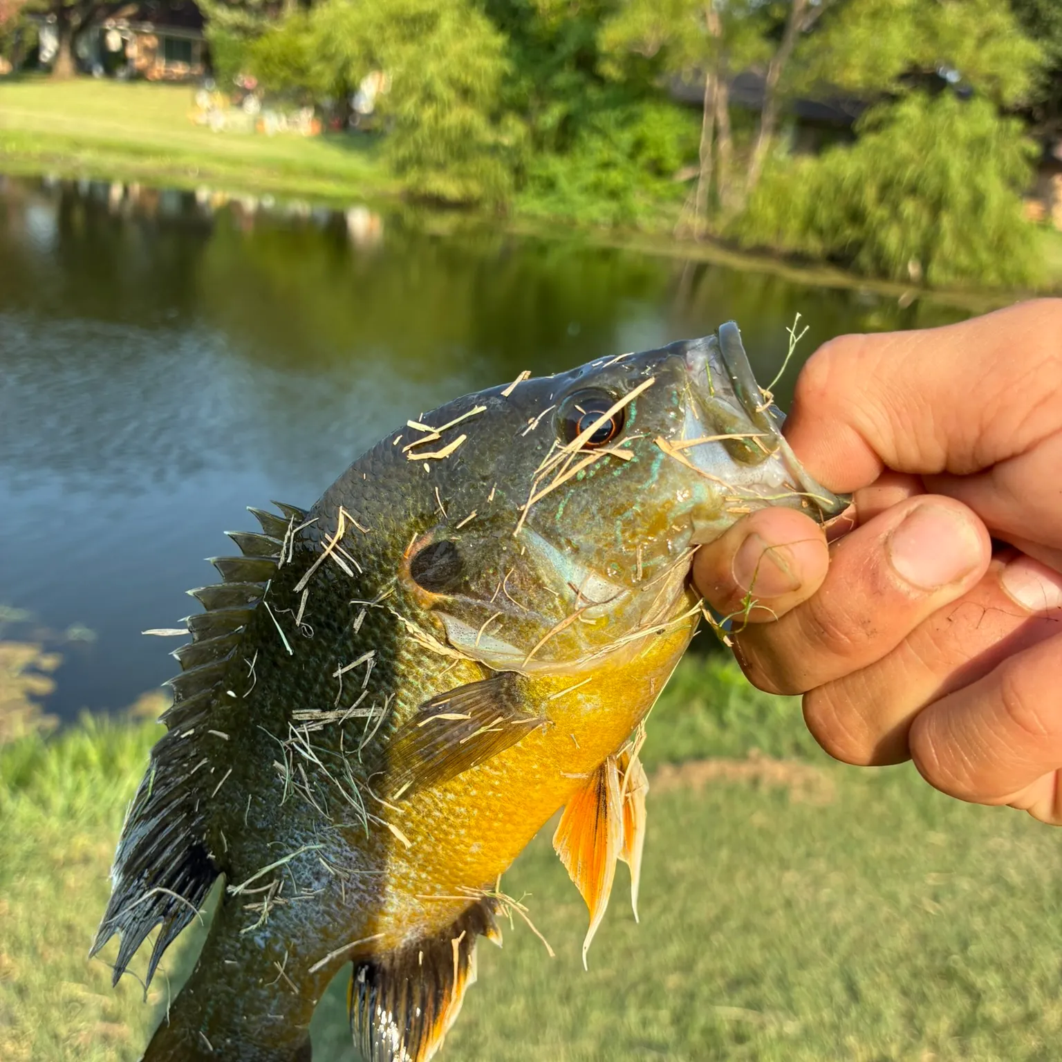 The most recent Green sunfish catches on Fishbrain