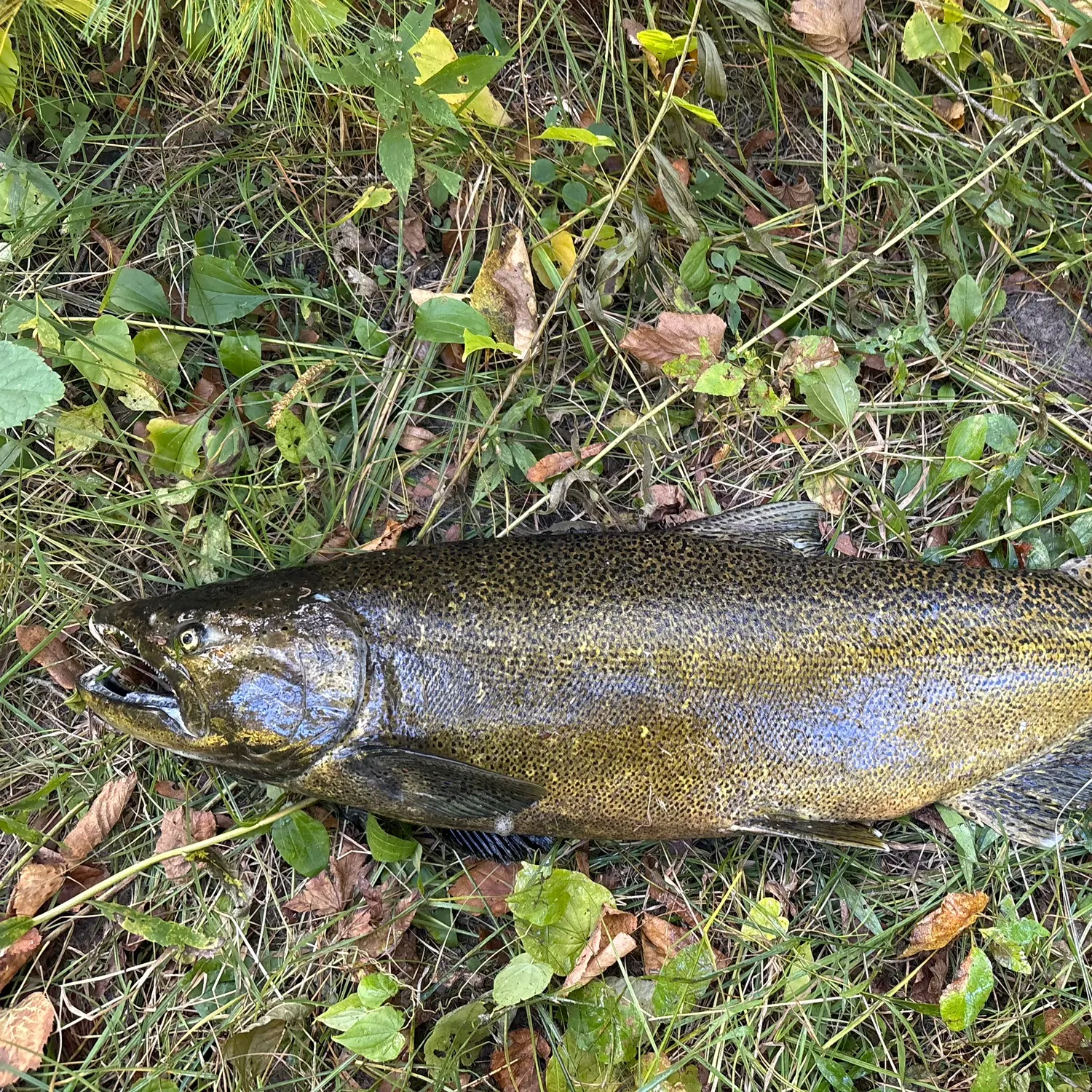 Chinook salmon caught on Fishbrain