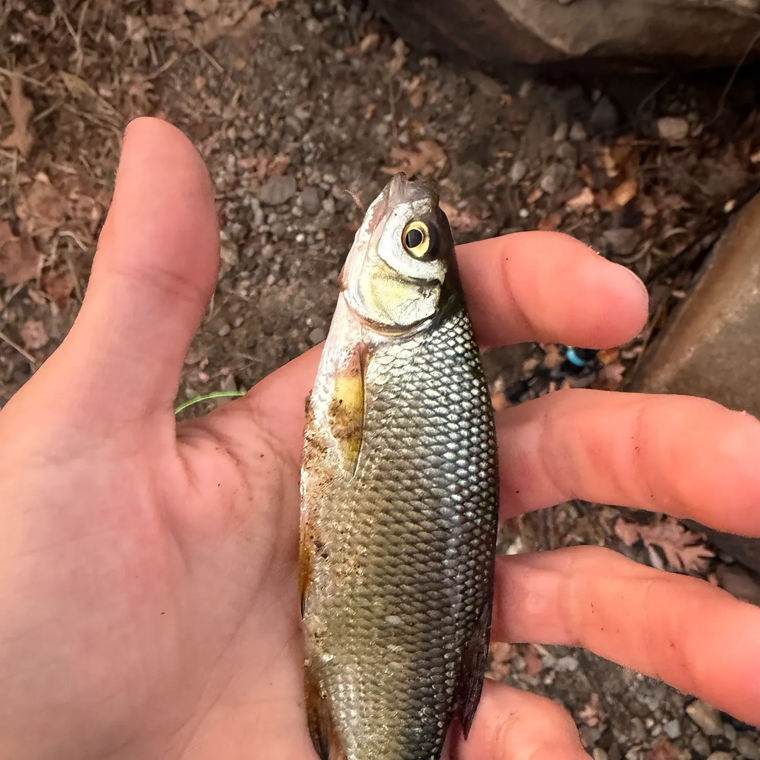 Golden shiner caught on Fishbrain