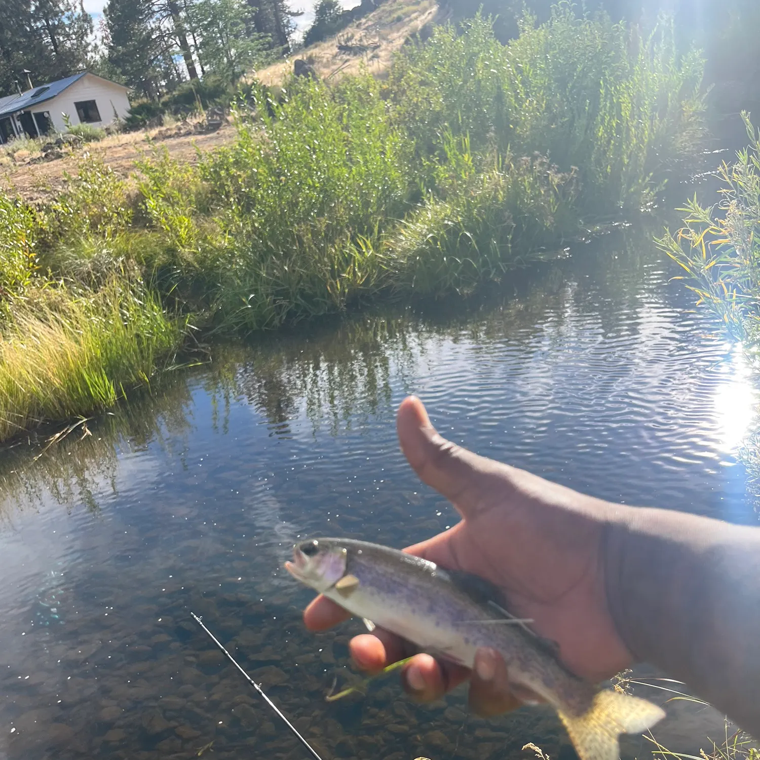 Rainbow trout caught on Fishbrain