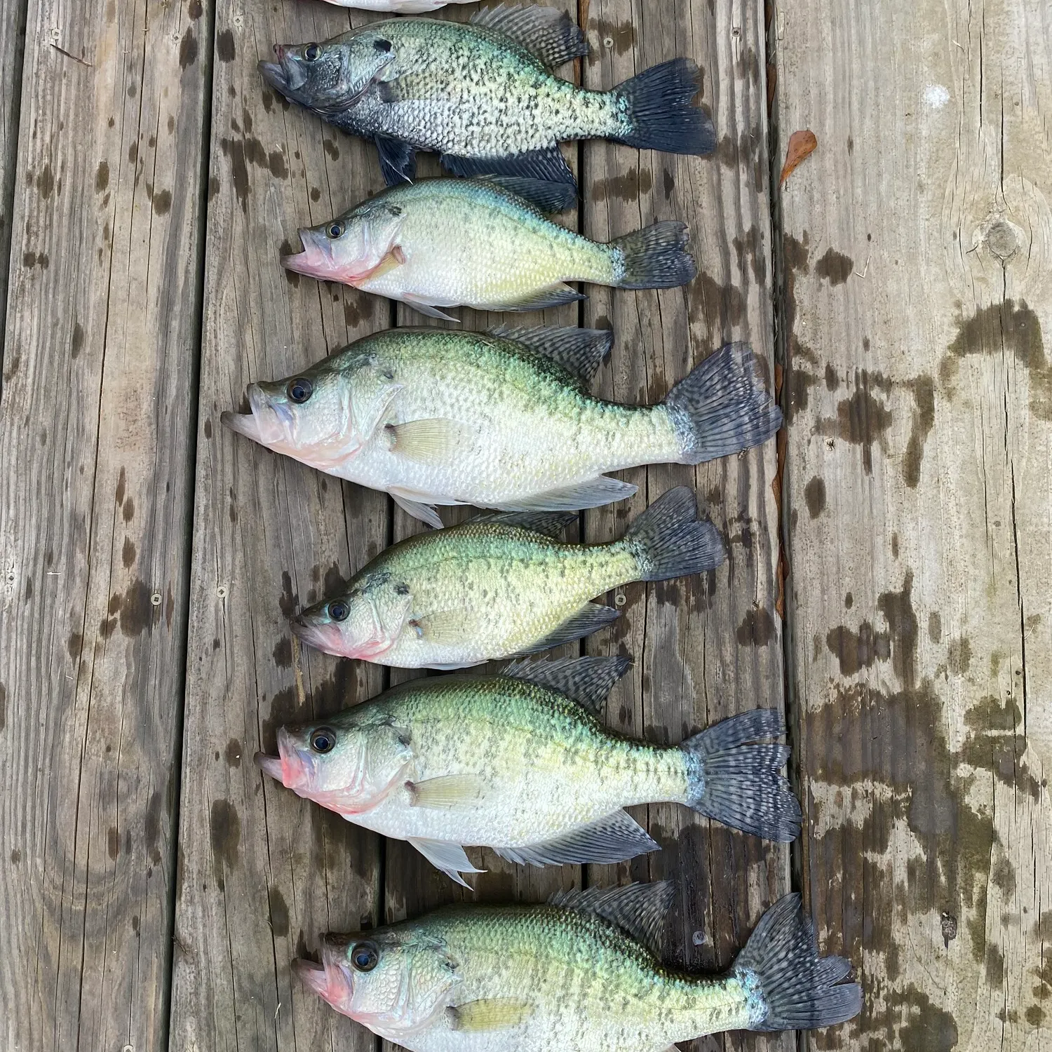 recently logged catches