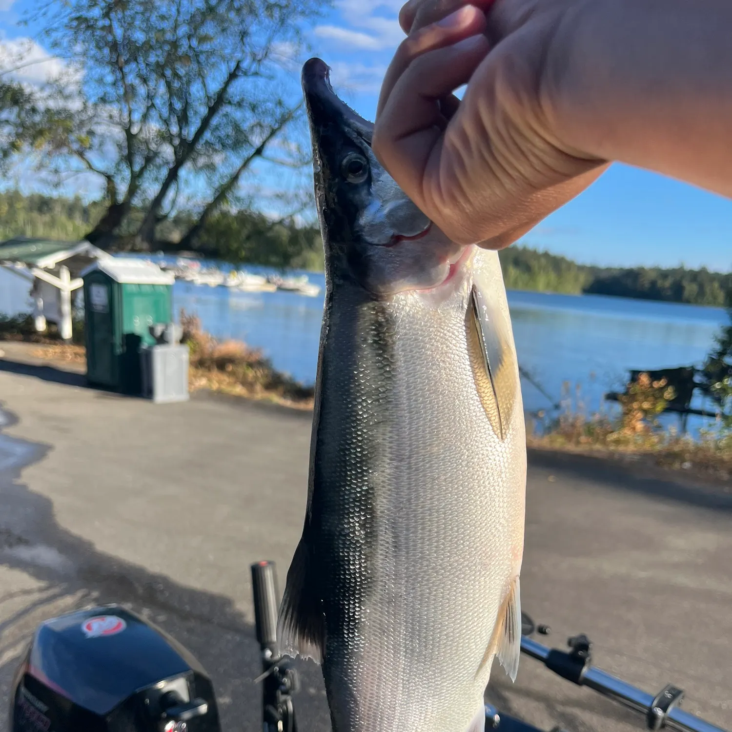 The most recent Kokanee salmon catches on Fishbrain