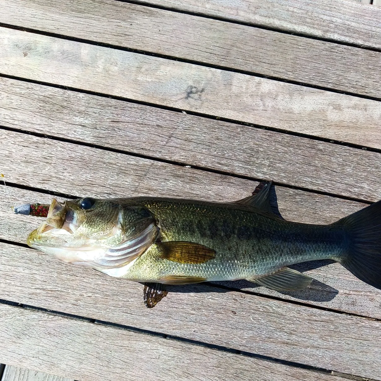 Largemouth bass caught on Fishbrain