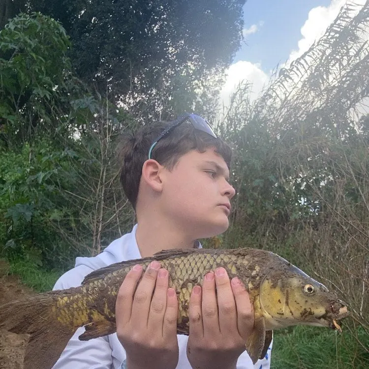 Common carp caught on Fishbrain
