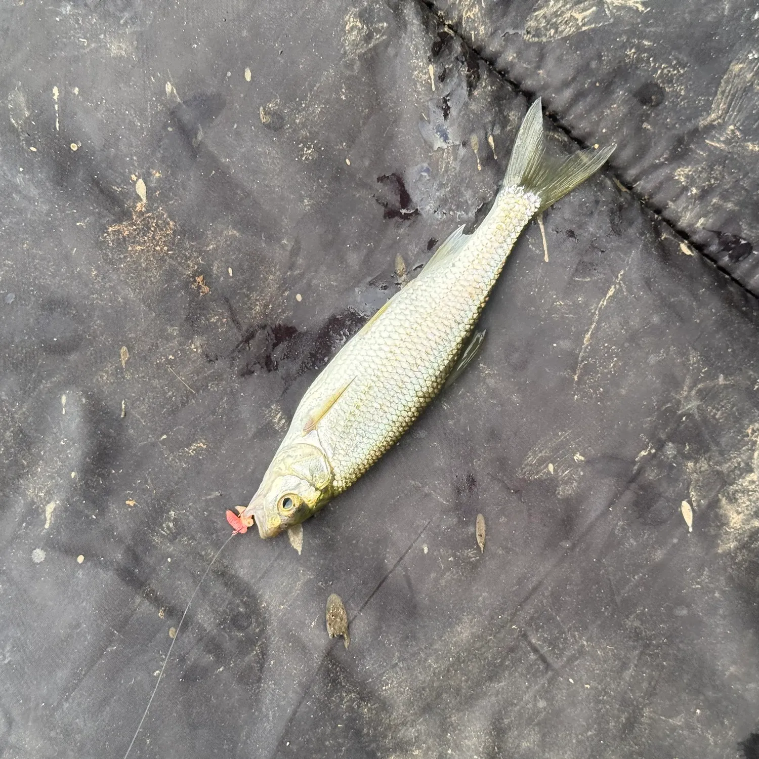 Common dace caught on Fishbrain
