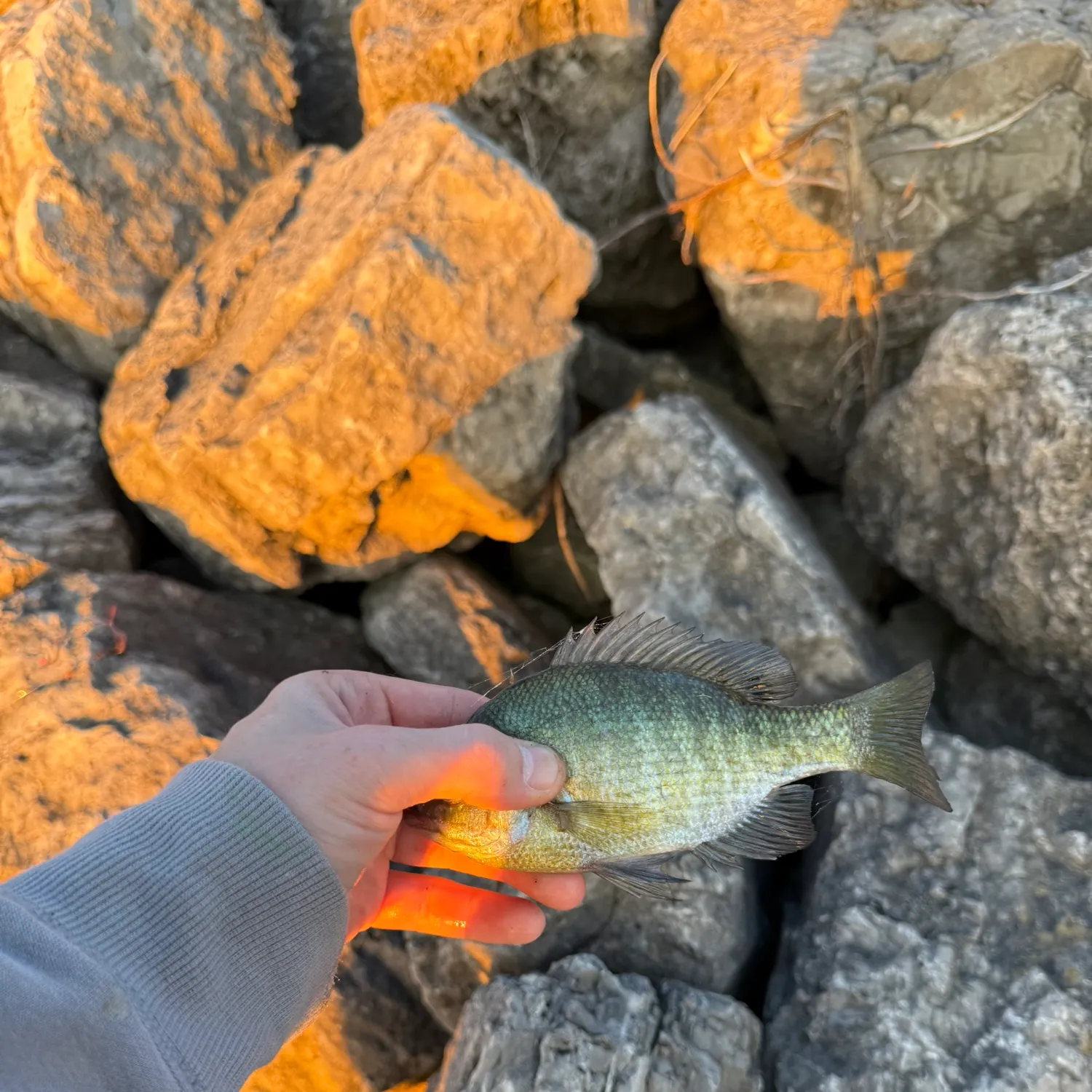 Bluegill caught on Fishbrain