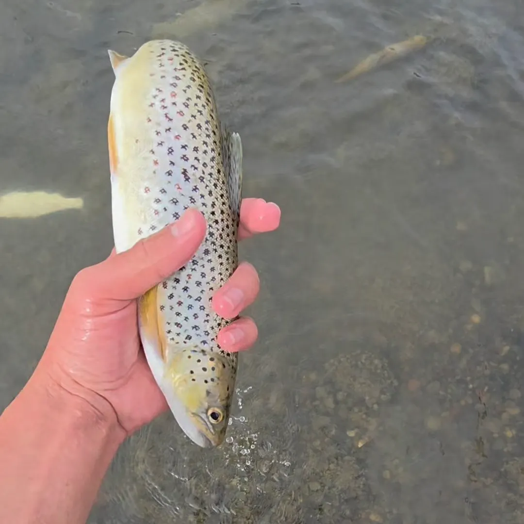 Brown trout caught on Fishbrain