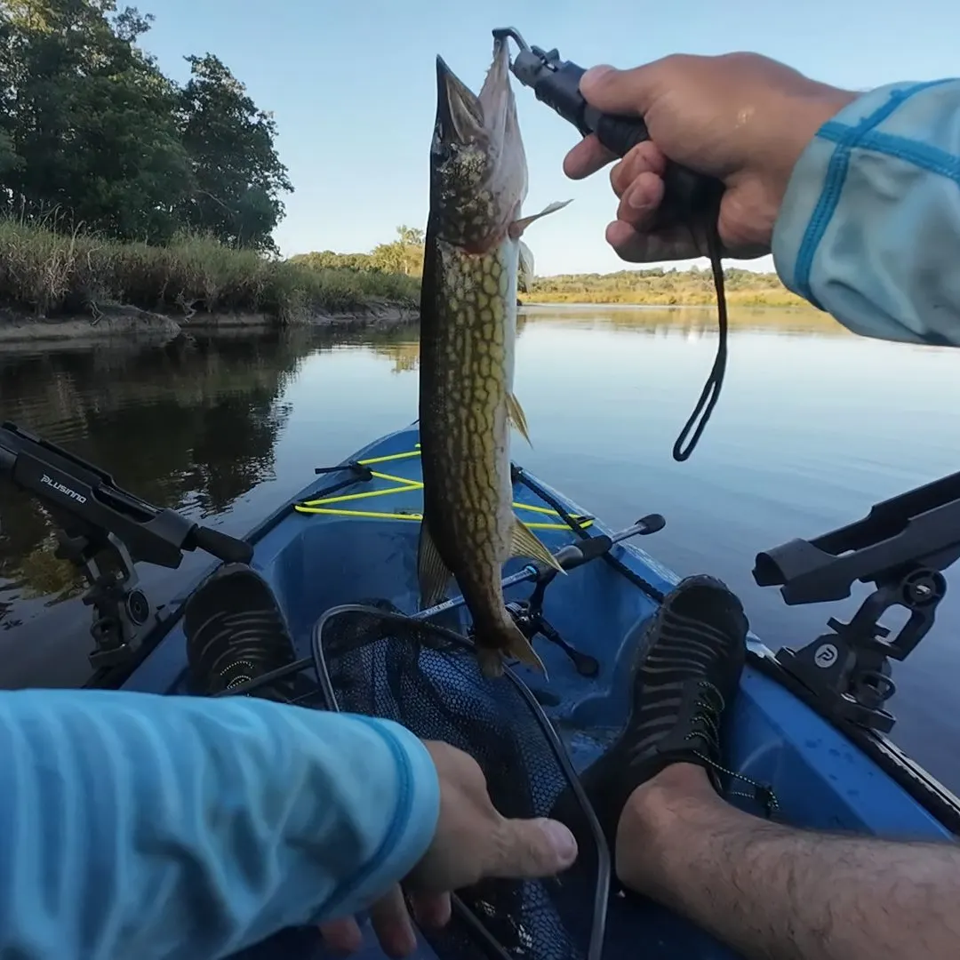 Chain pickerel caught on Fishbrain