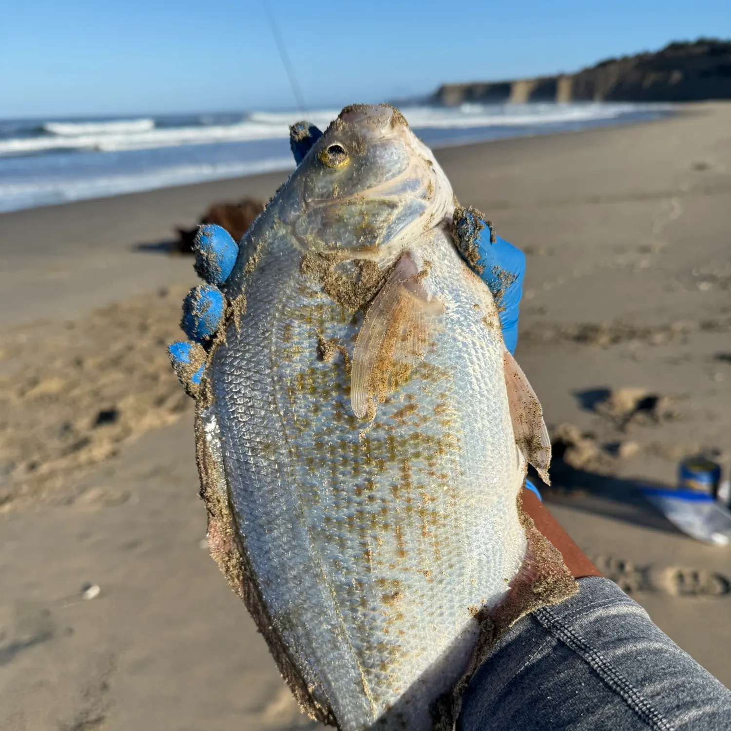 The most recent Redtail surfperch catches on Fishbrain