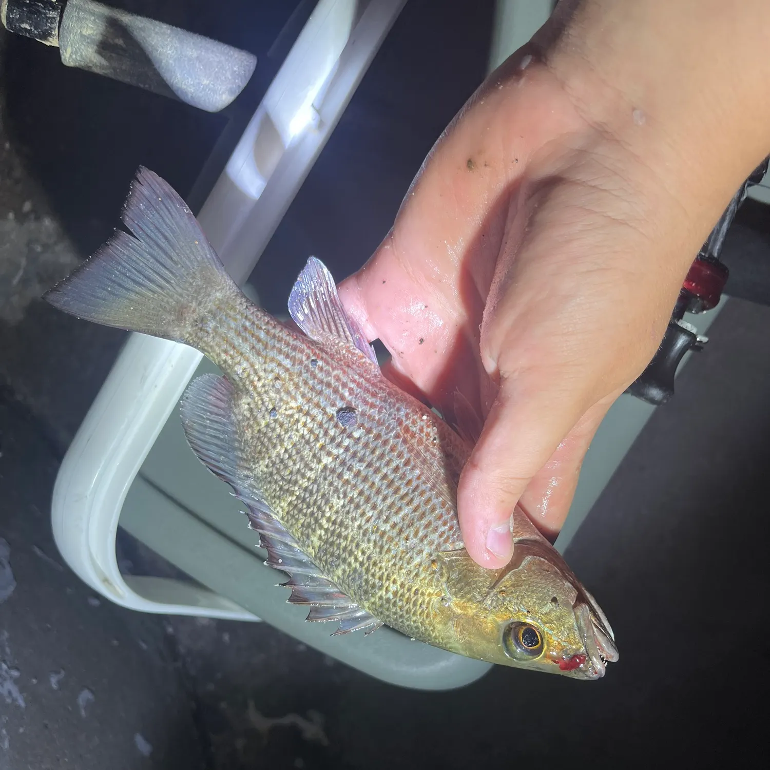 Mangrove snapper caught on Fishbrain