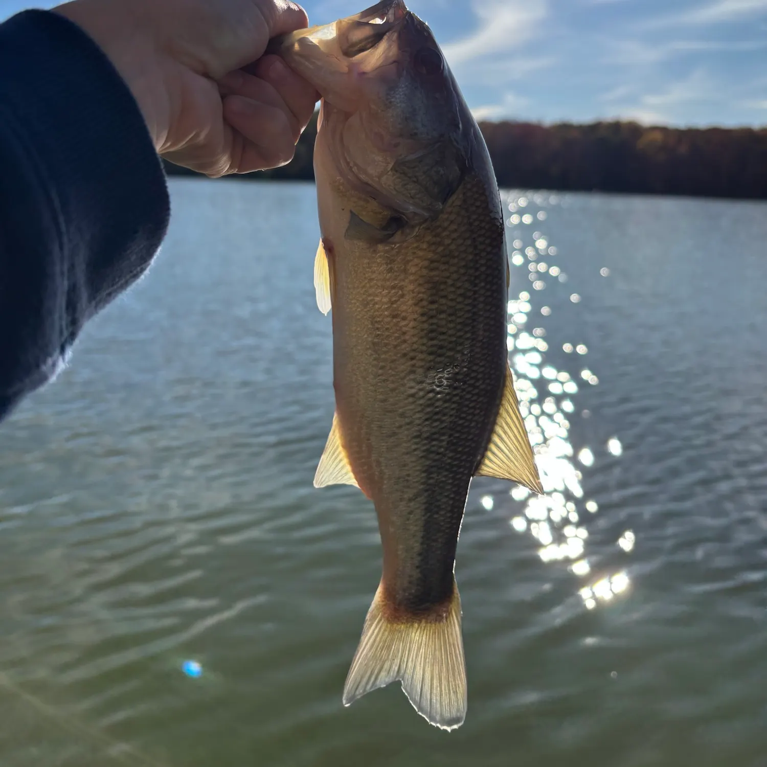 Largemouth bass caught on Fishbrain