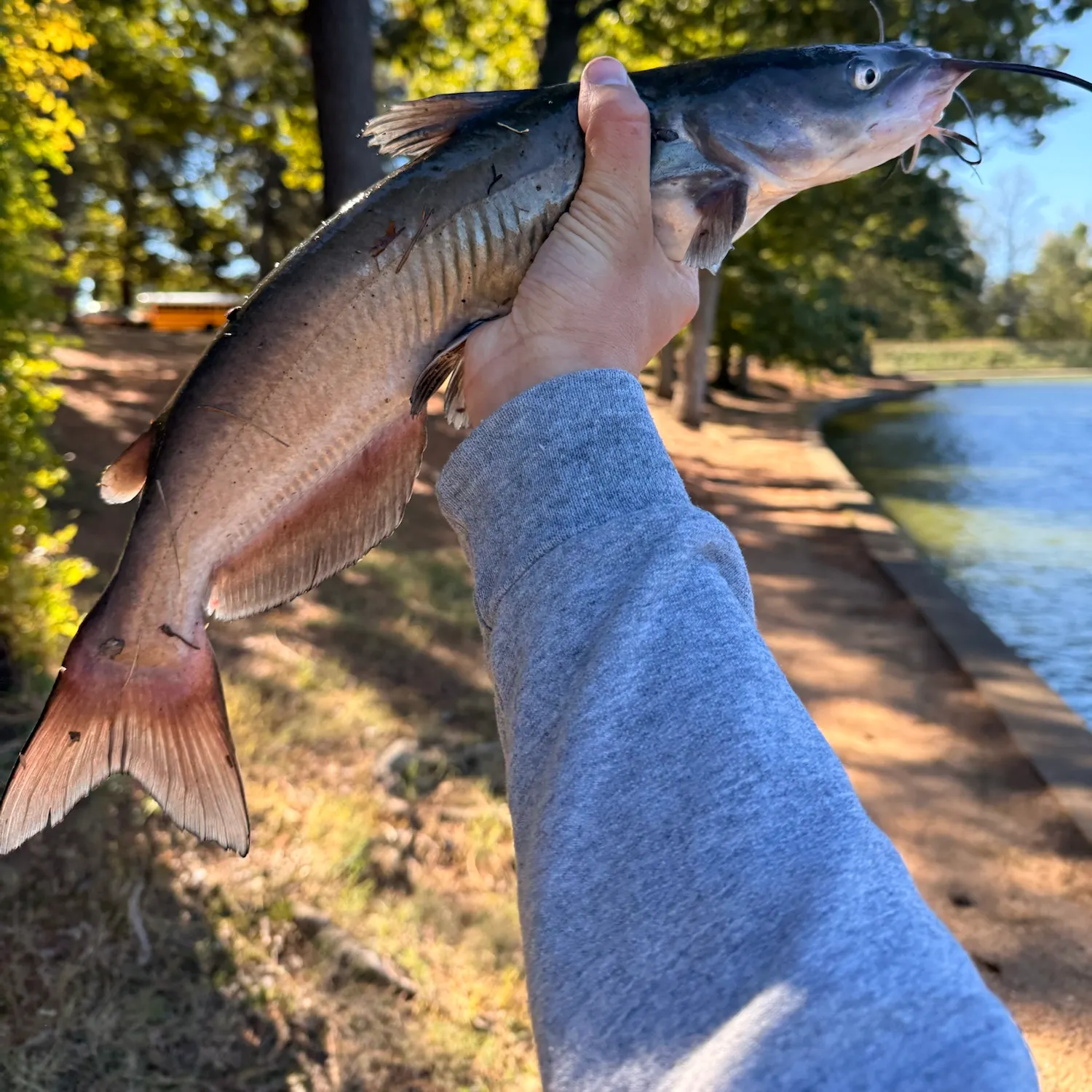 Channel catfish caught on Fishbrain