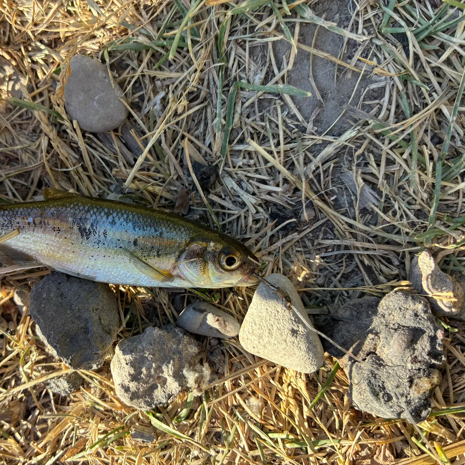 The most recent Ozark minnow catches on Fishbrain