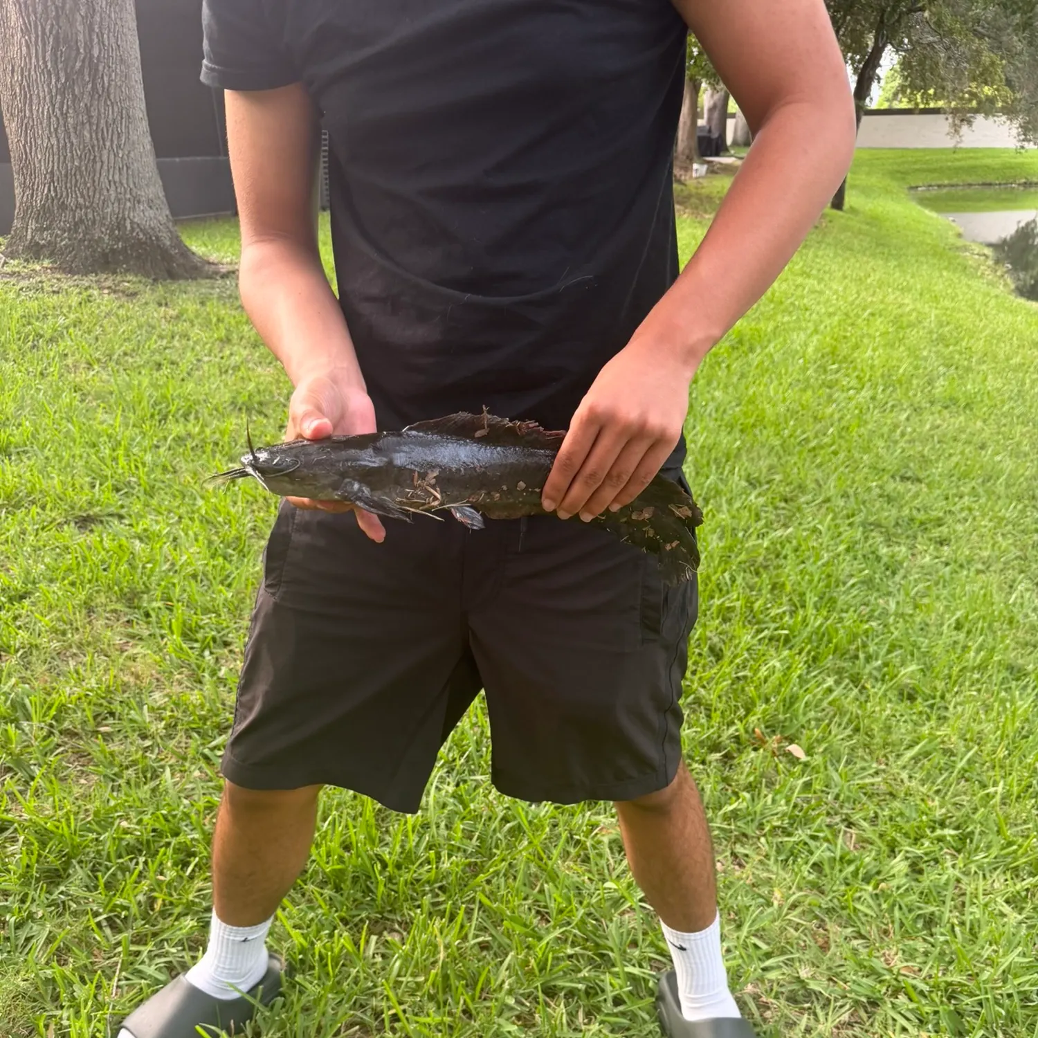 The most recent Walking catfish catches on Fishbrain