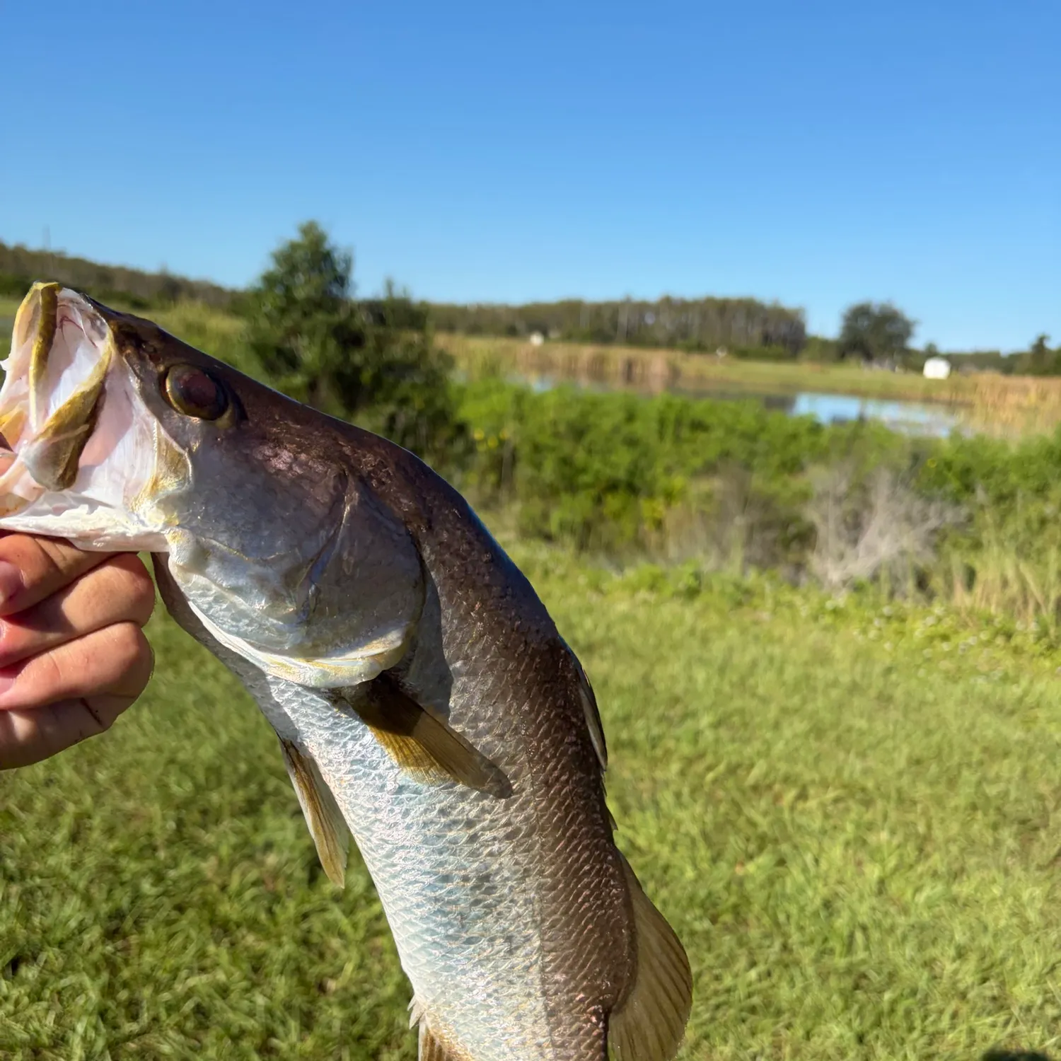 Barramundi caught on Fishbrain