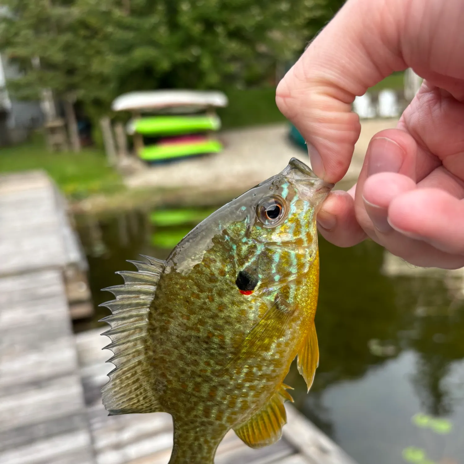 Pumpkinseed caught on Fishbrain