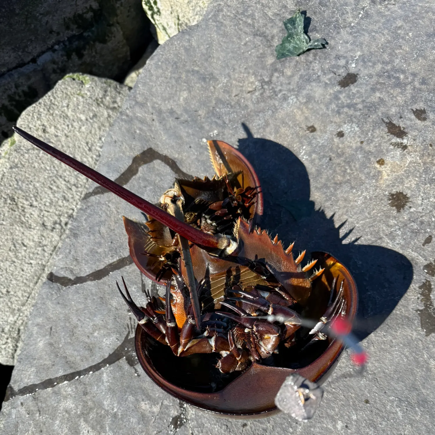 The most recent Atlantic horseshoe crab catches on Fishbrain