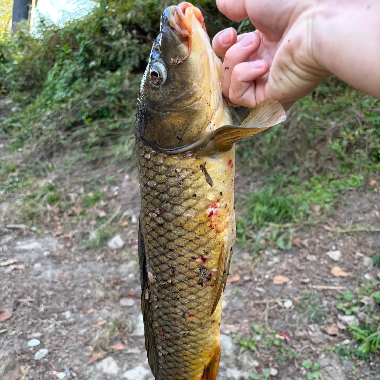 catch