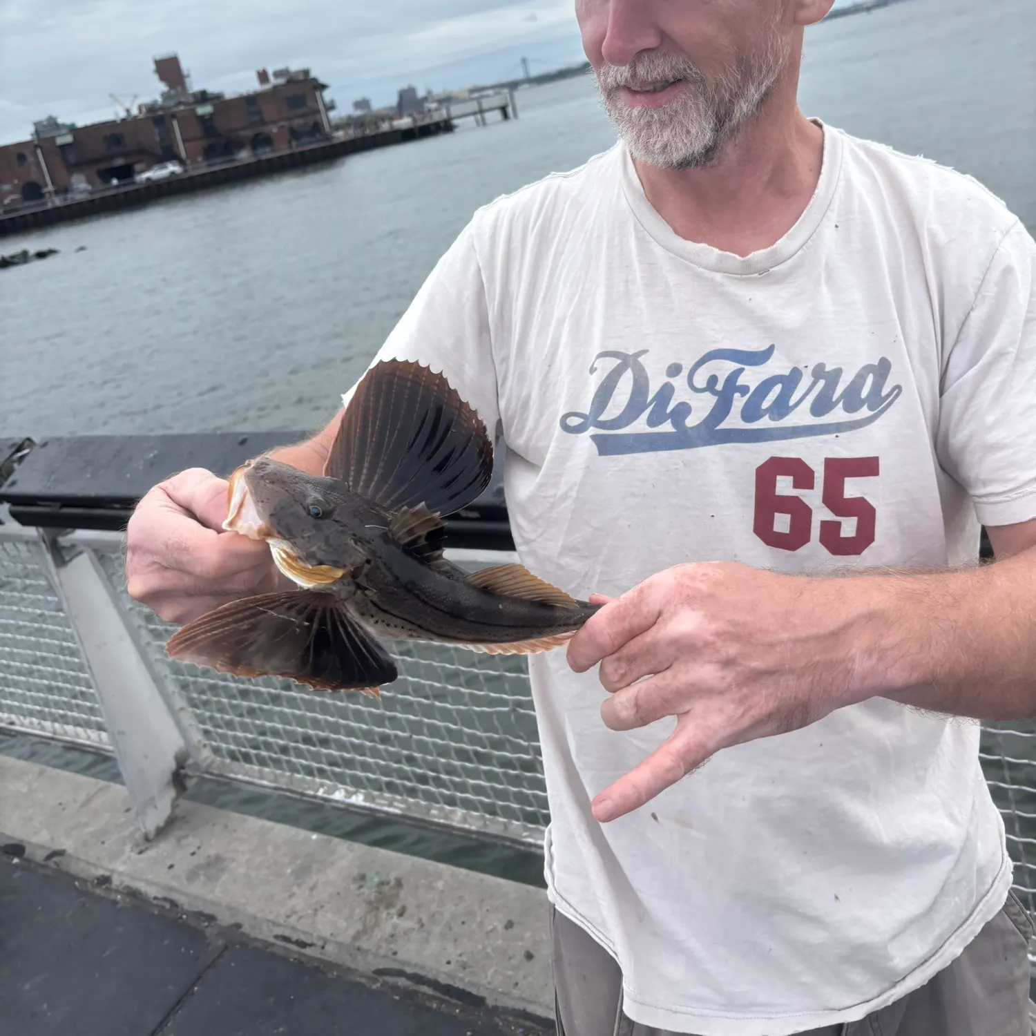 The most recent Striped searobin catches on Fishbrain