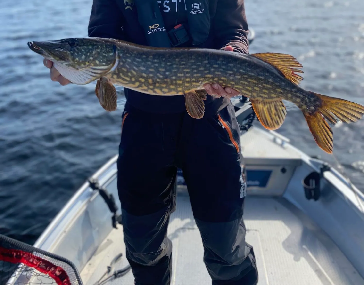 Northern pike