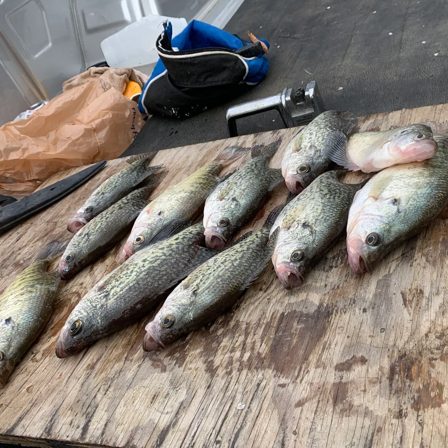 recently logged catches