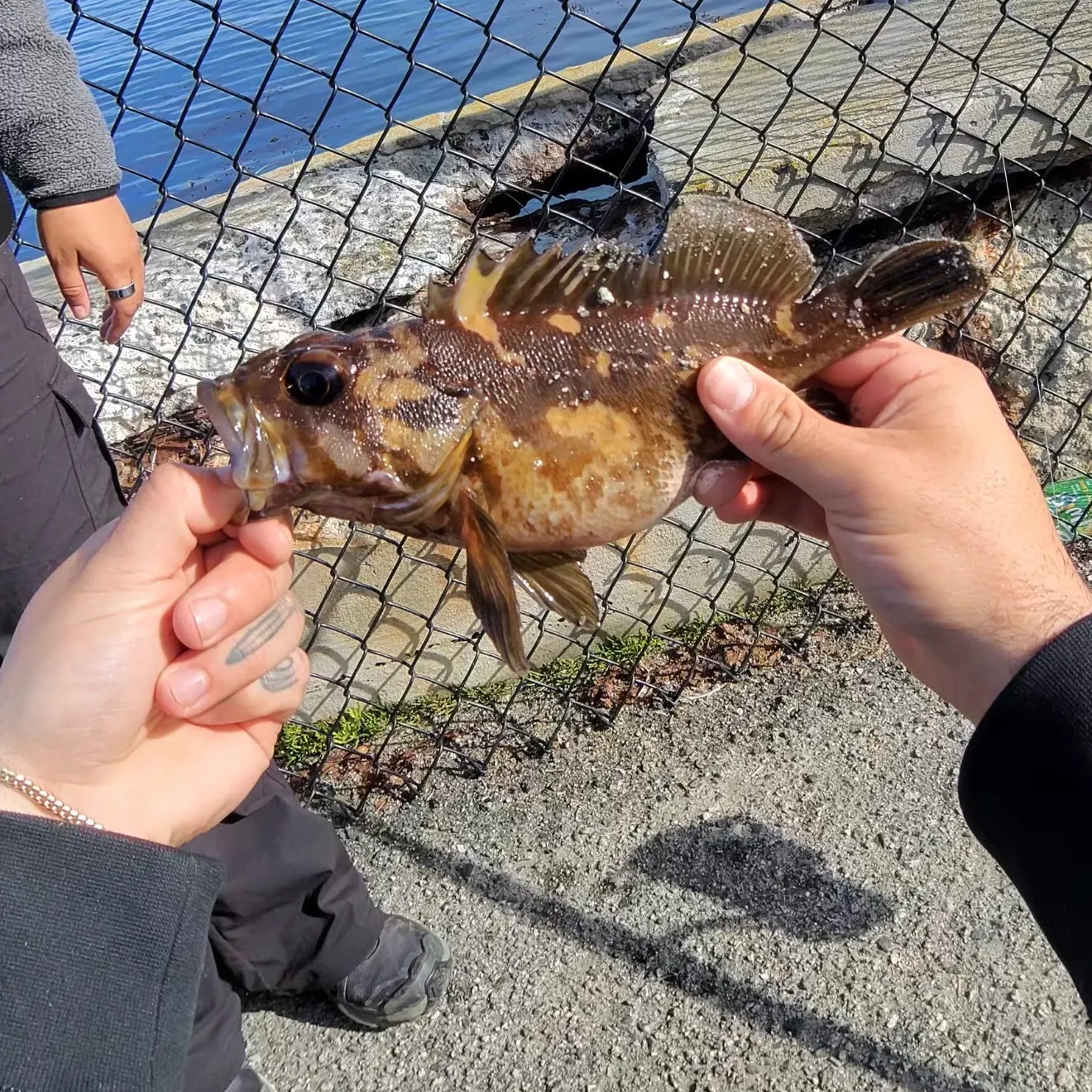 The most recent Black and yellow rockfish catches on Fishbrain