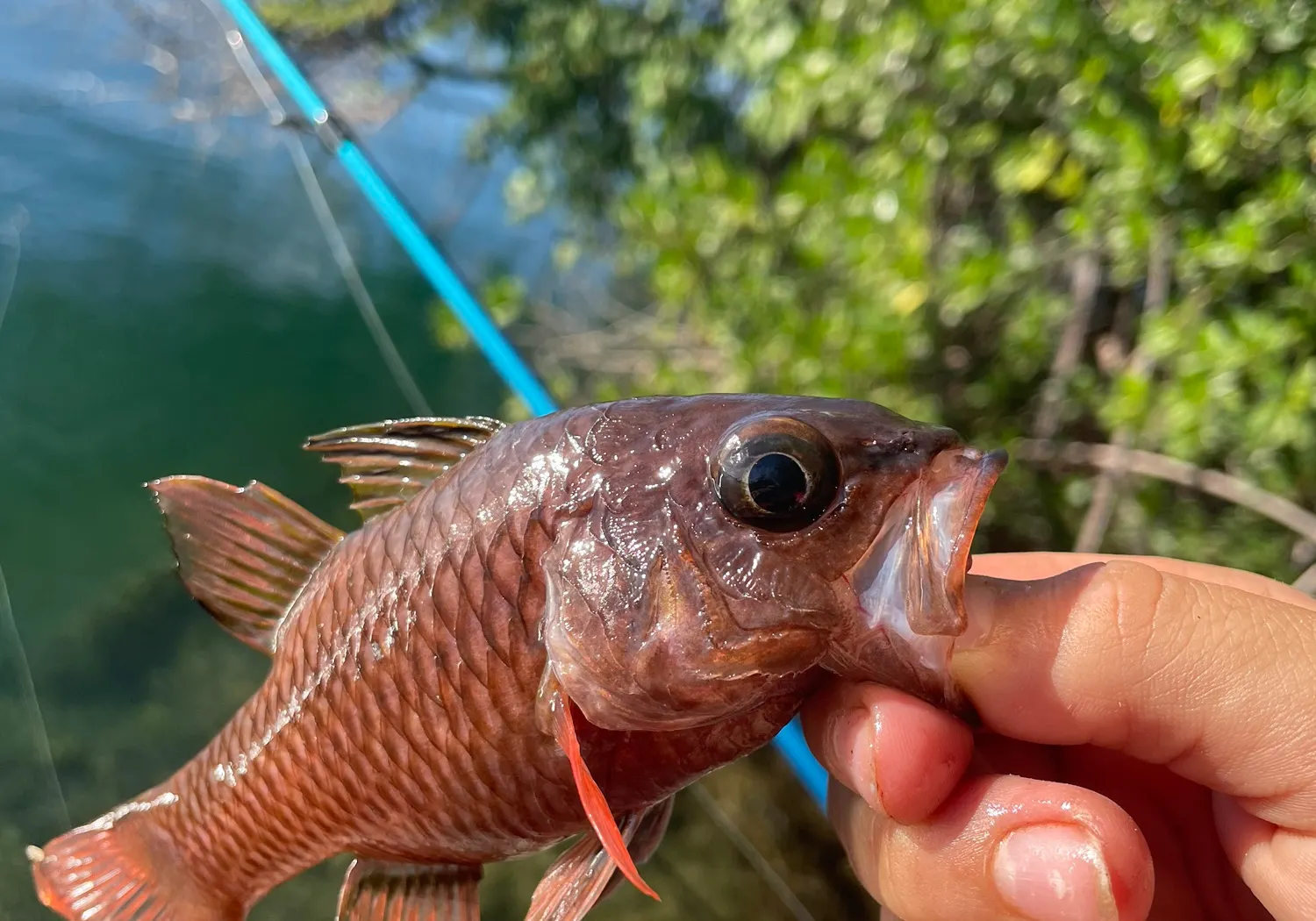 Sixfinger threadfin