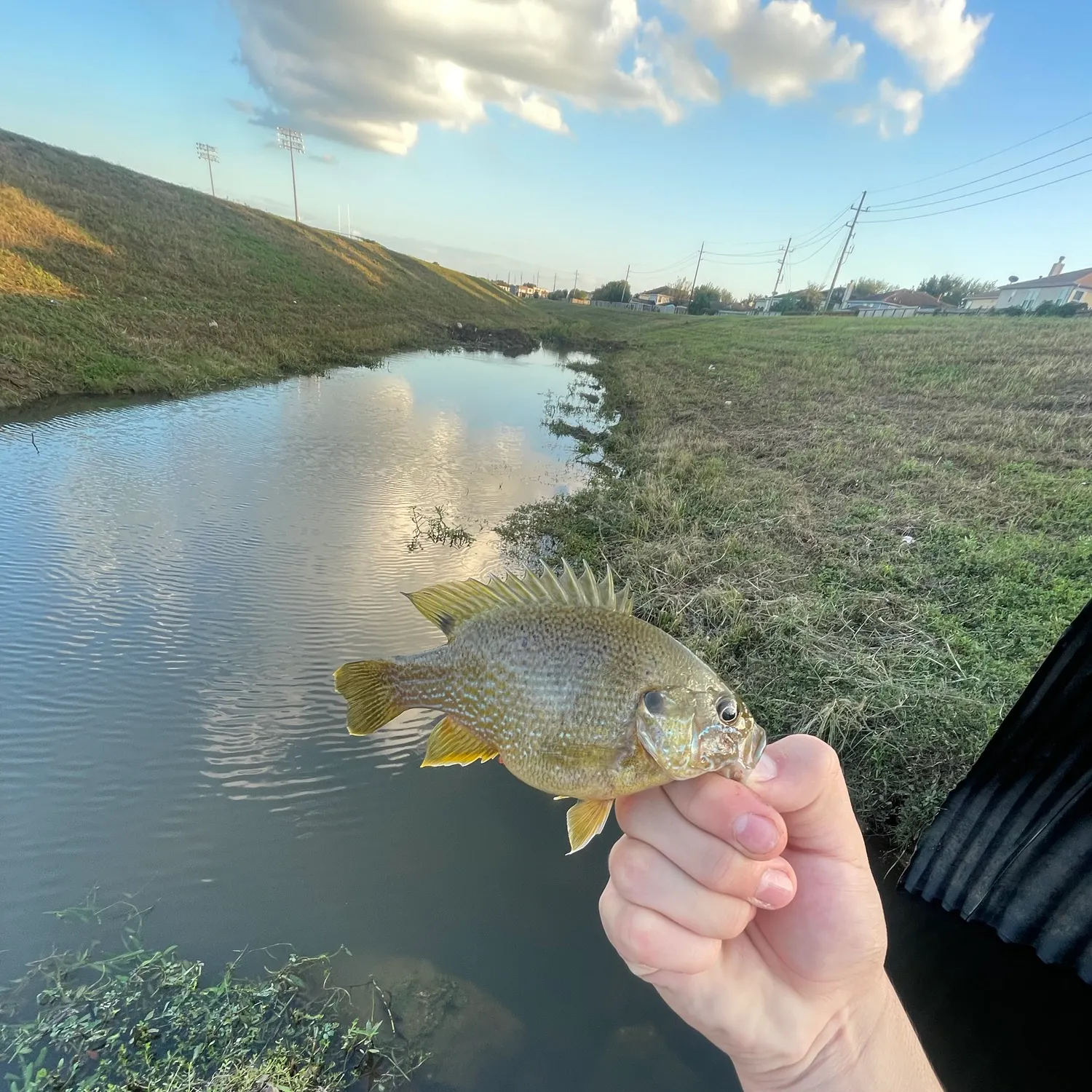 Green sunfish caught on Fishbrain