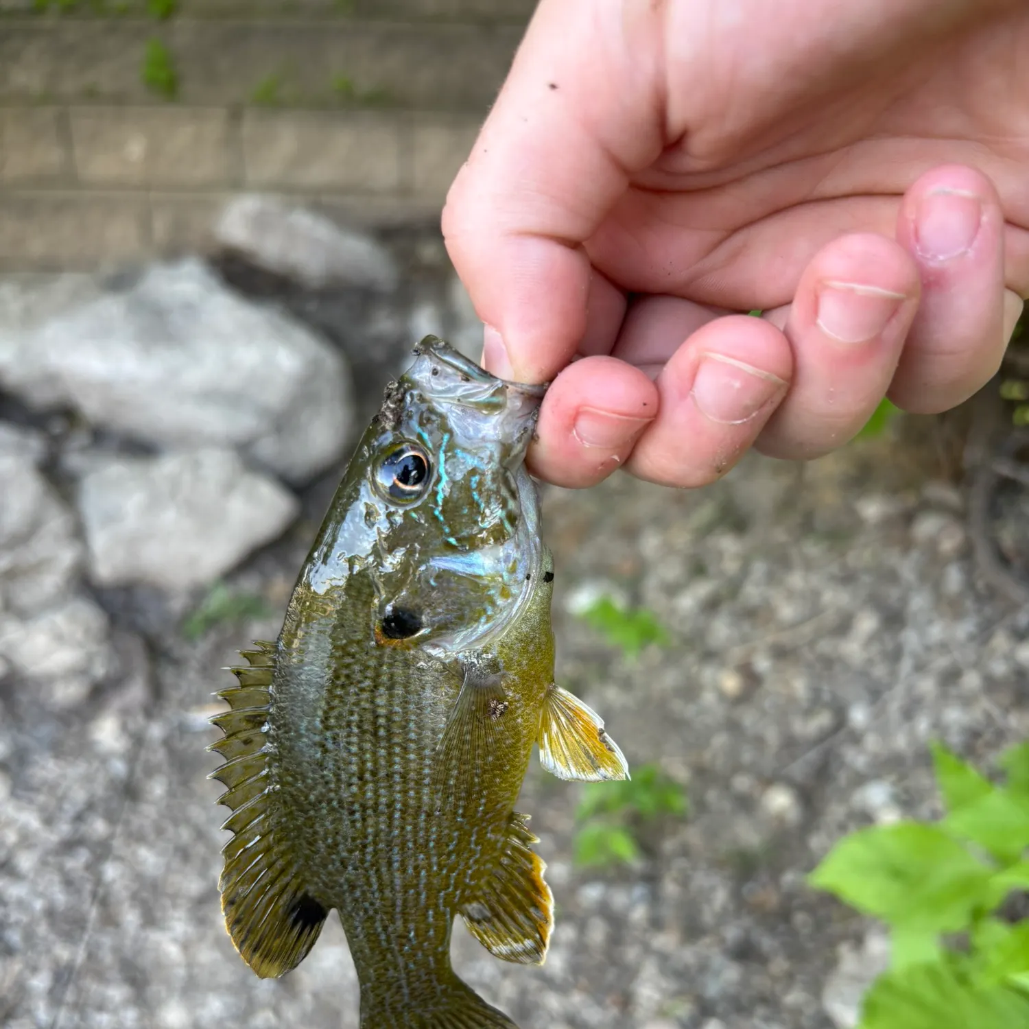 catch