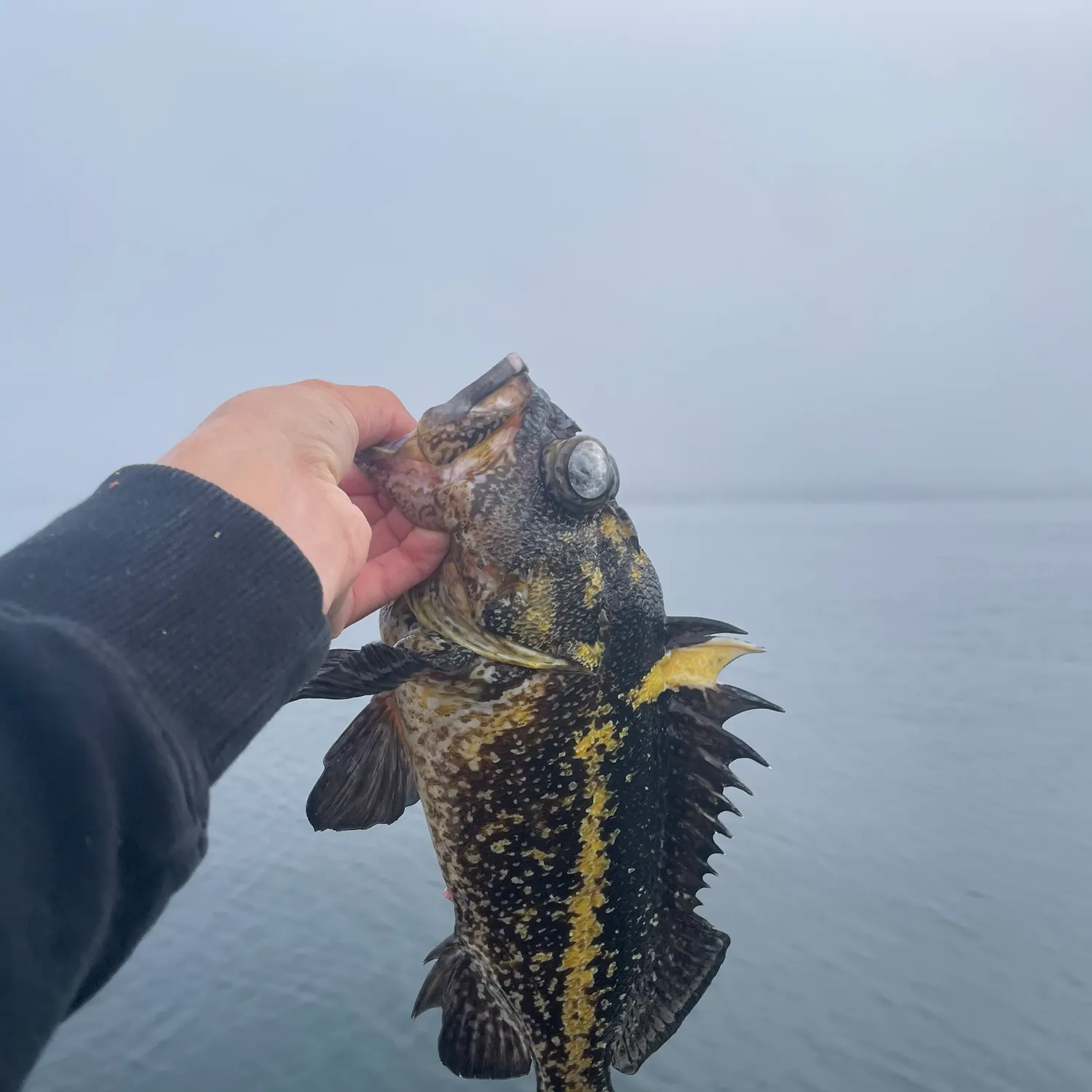 The most recent China rockfish catches on Fishbrain
