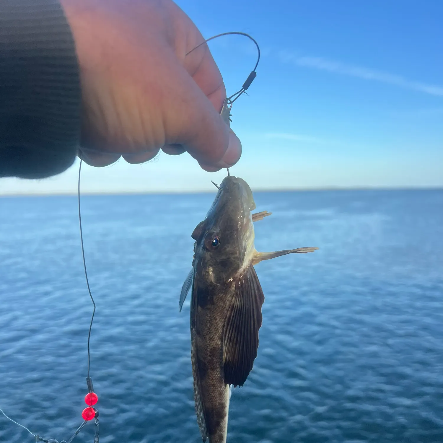 The most recent Leopard searobin catches on Fishbrain