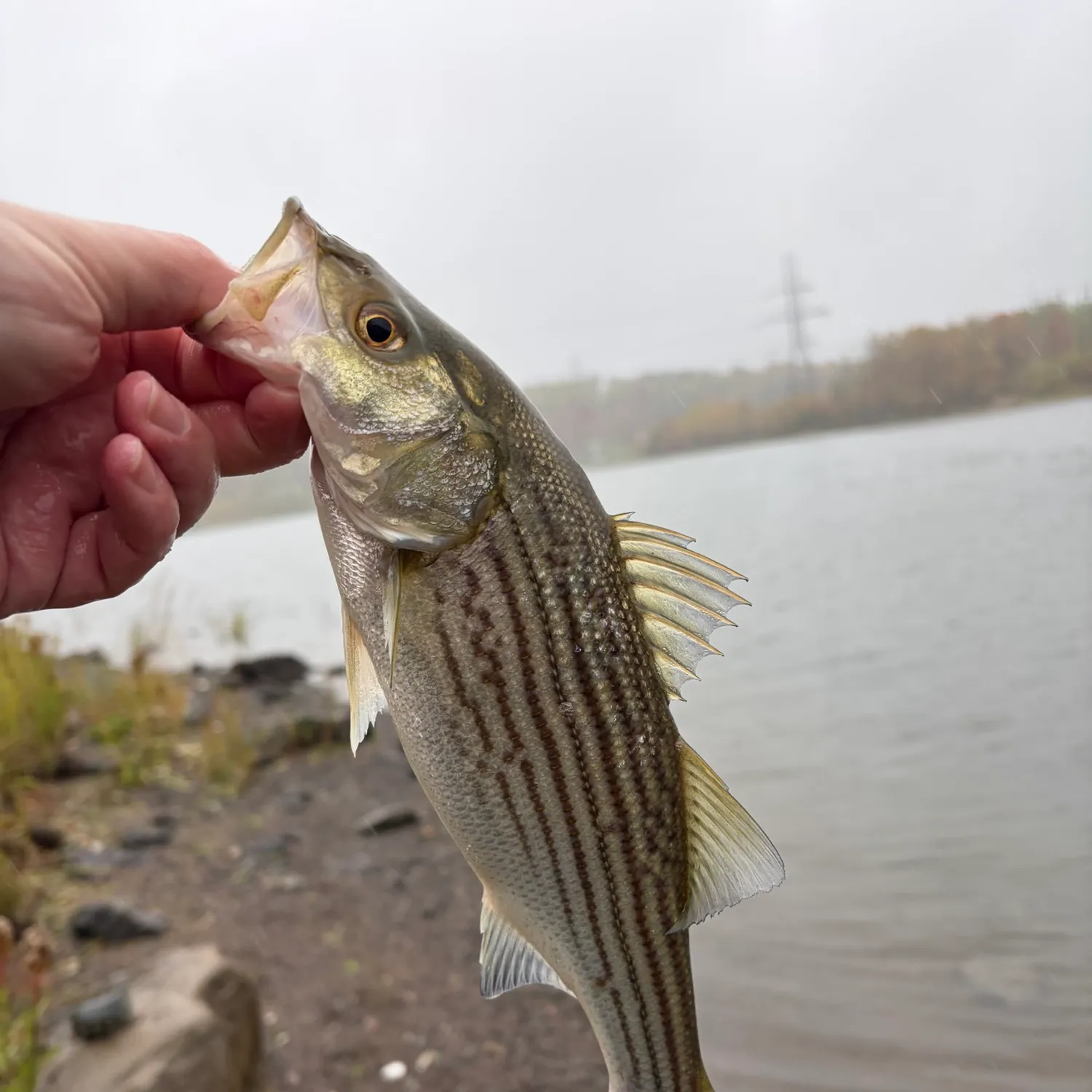 Striped bass caught on Fishbrain