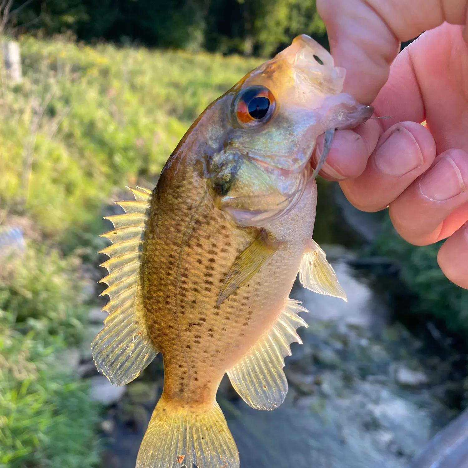 Rock bass caught on Fishbrain