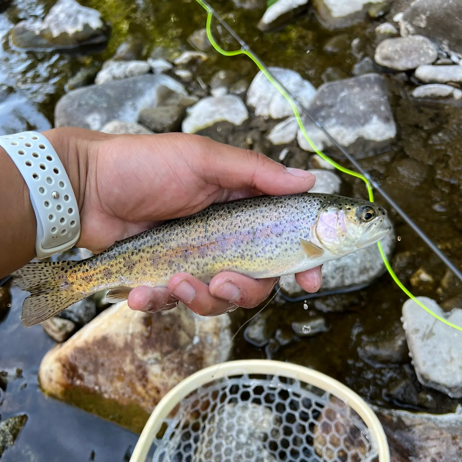 recently logged catches