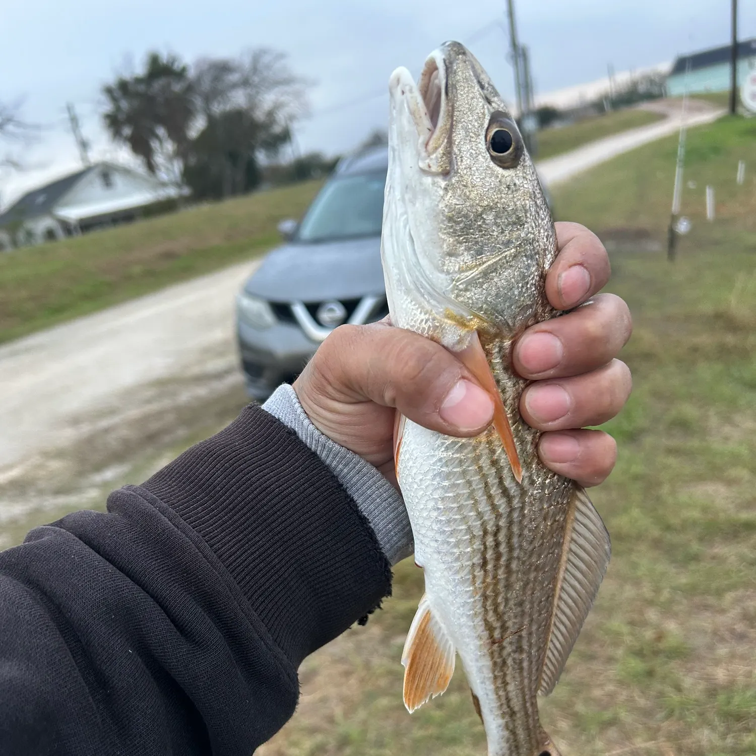 The most popular recent Corvina drum catch on Fishbrain