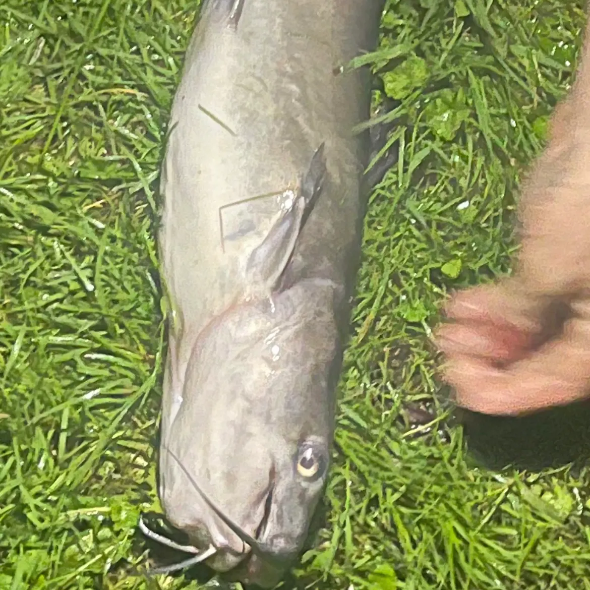Channel catfish caught on Fishbrain