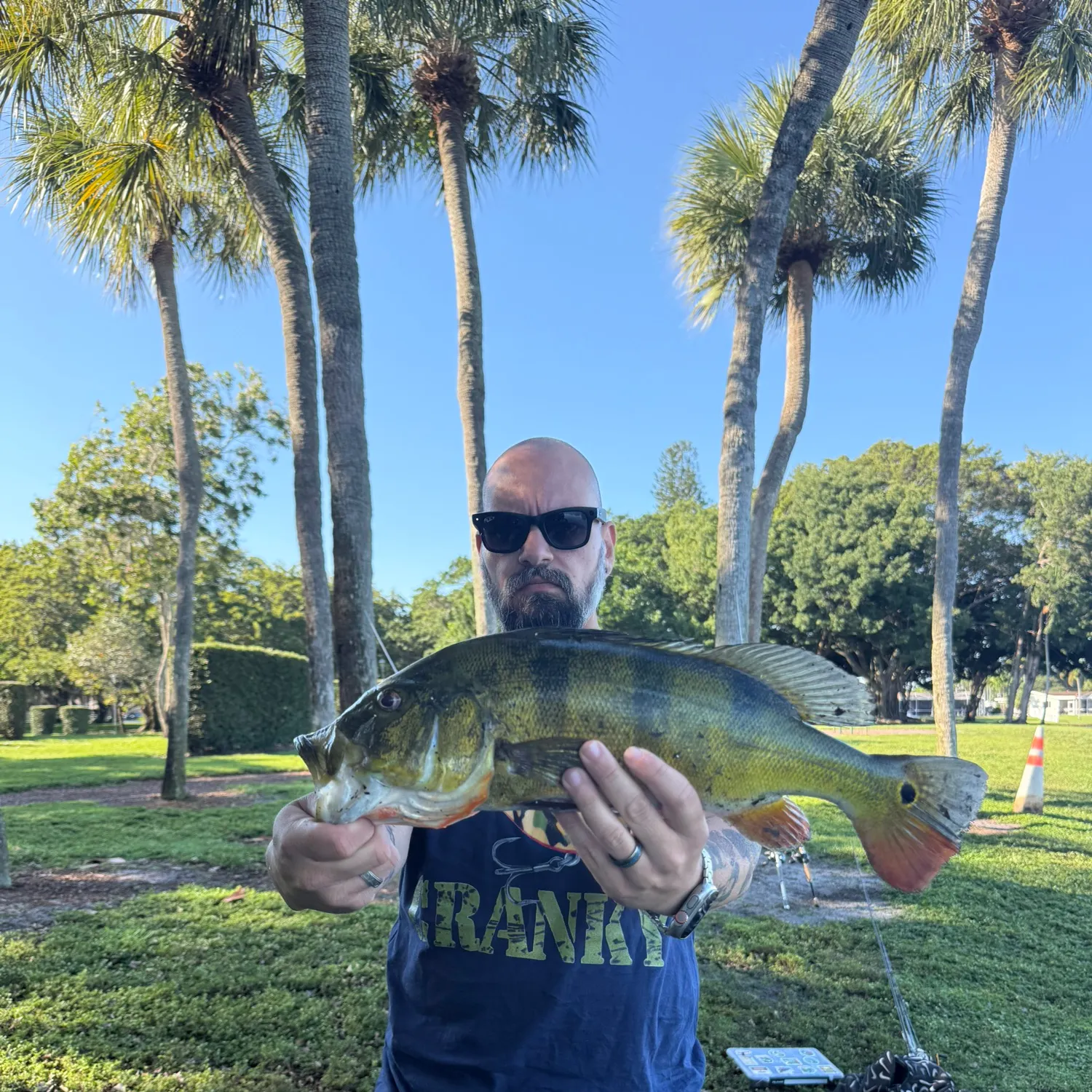 The most recent Butterfly peacock bass catches on Fishbrain
