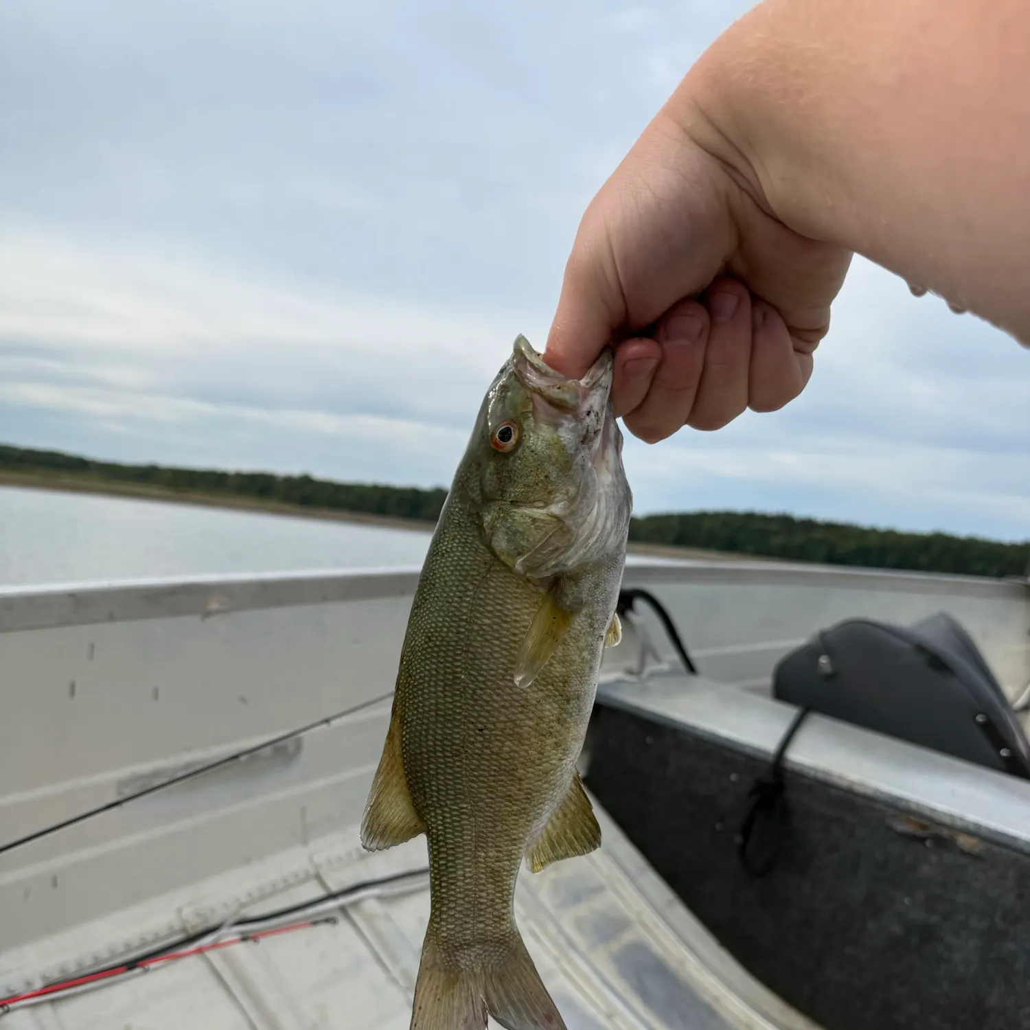 Smallmouth bass caught on Fishbrain