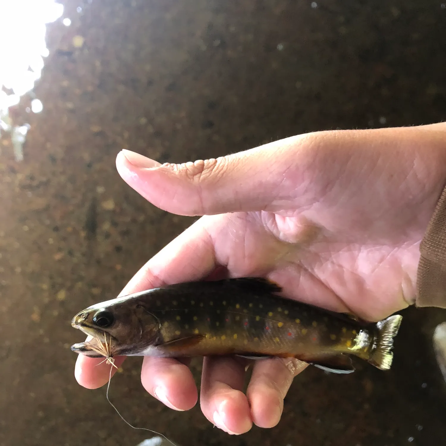 Brook trout caught on Fishbrain