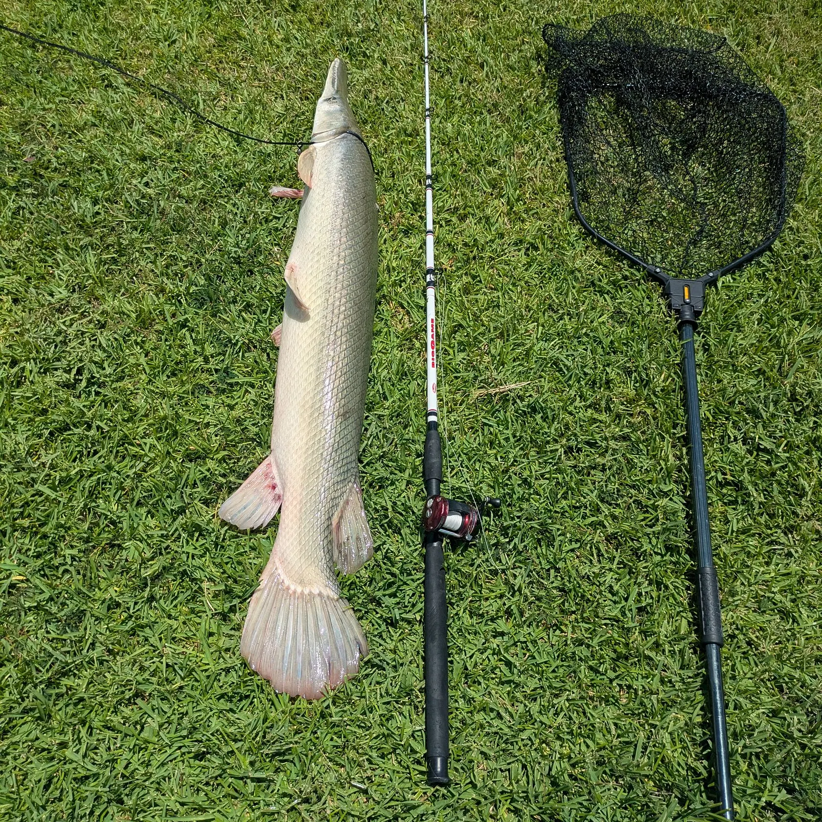 The most recent Alligator gar catches on Fishbrain